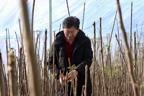 开yun体育网一棵棵香椿树正成为村民们致富的“钱树子”-开云「中国」kaiyun网页版登录入口