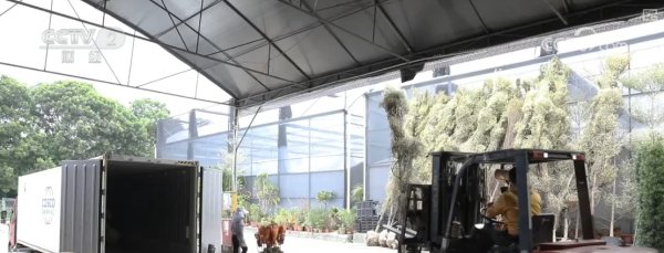 开云(中国)kaiyun网页版登录入口开云体育我国花草相差口交易额超20亿元-开云「中国」kaiyu