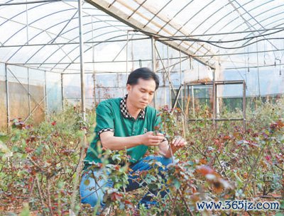 开yun体育网高架离地、水肥一体化的教育系统把红树莓养得枝杈肥嫩-开云「中国」kaiyun网页版登录
